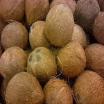 Natural Fresh Coconut for wholesale from South Africa