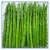 Import New arrival fresh IQF Frozen Green fresh Asparagus from China