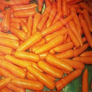 New crop fresh carrot for sale