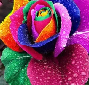 New crops colorful rainbow rose seeds for planting 60pcs/bag