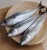 Import new landing mackerel frozen japanese mackerel fish from China