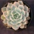 Import Nursery produce succulent plant Echeveria Subsessilis variegated from China