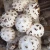 Import Organic cultivation dried shiitake mushroom flower mushroom from China