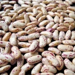 Organic kidney bean