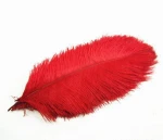 Ostrich Feather