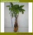 Import pachira five Braided tree brings luck pachira marcocarpa house plant bonsai from China