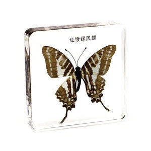 Pathysa Nomius Insect Resin Butterfly Specimen Science Teaching Resources Gift Paperweight Collection Factory price