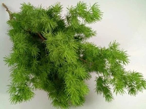 Perfect Decorative Cut Leaf Natural Plant Asparagus For  Wholesale Flowers With High Quality From Yunnan