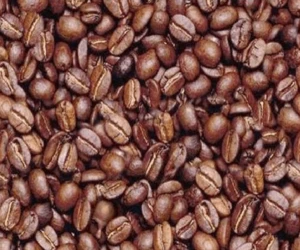 Philippines supplier supply raw Green Arabica Coffee Beans