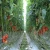 Import Plastic Plastic_Greenhouses Made In China from China