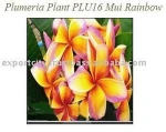 Plumeria, Frangipani, Plumerieae, Acutifolia Natural Tropical Plants