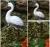 Import Polyresin animal statues resin red crowned cranes outdoor garden decoration sculpture Life Size eagle Statue from China