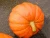 Import Premium grade Pure and Natural Wholesale Pumpkin/Fresh Pumpkin from South Africa