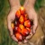 Import Pure Organic Palm Oil at Wholesale Price from South Africa