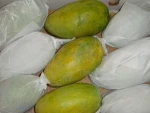 Quality Fresh Mango for sale 30% off