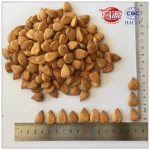 Raw Sweet Apricot Seeds (Longwang) Crop(SAK)