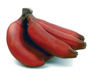 Red Cavendish Banana