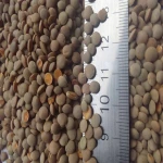 Red Lentils, Green Lentils, Yellow Lentils