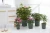 Import Round 1/1.5/2/3/5 gallon dark green colored decorative Plastic nursery plant flower pot from China