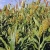Import Sale New Corp White Sorghum from China