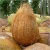 Import SEMI HUSKED COCONUT FOR SALE FROM INDIA from India