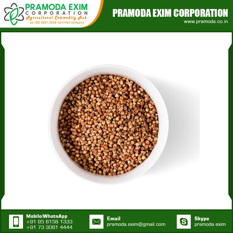 Sorghum Hot Sale White Sorghum for Sale in India