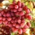 Import South Africa mature red globe fresh grapes from South Africa