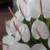 Import Sri Lanka Anthurium - Cut Flower from Sri Lanka