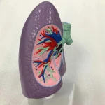 SUMO Life-Size Right  Lung and Bronchial Anatomical Model,  Medical teaching Aid