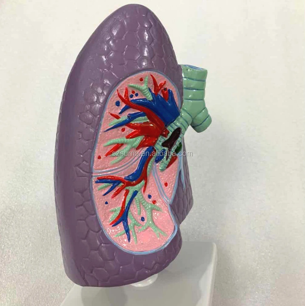 SUMO Life-Size Right  Lung and Bronchial Anatomical Model,  Medical teaching Aid