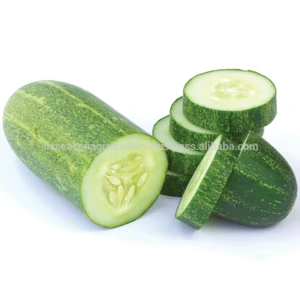 SUPPLY FRESH CUCUMBER WITH BEST PRICE AND HIGH QUALITY