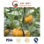 Top Quality Shine Skin White Pumpkin Seeds Grade A