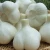 Import Ukrainian fresh normal white garlic from Ukraine