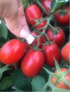 Whole Fresh Vine Tomatoes For Sale