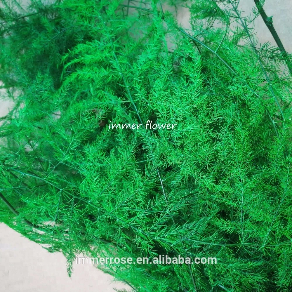 Wholesale Asparagus Fern Green Foliage Preserved Green Leaves From China