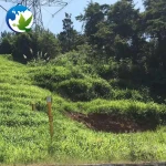 Wholesale Fodder Forage Seeds Best Grass Seed Top Quality Teff Love Grass Eragrostis Seeds