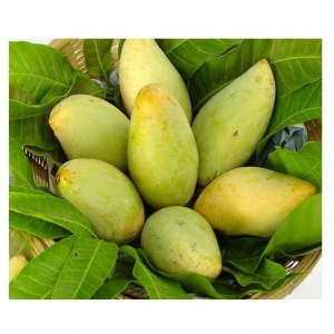 Wholesale Fresh Mango VIETNAMESE / Sweet Mango Fruit / Mango Pulp For Sale