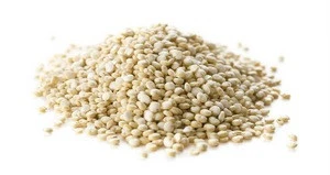 Wholesale high protein white organic quinoa  price