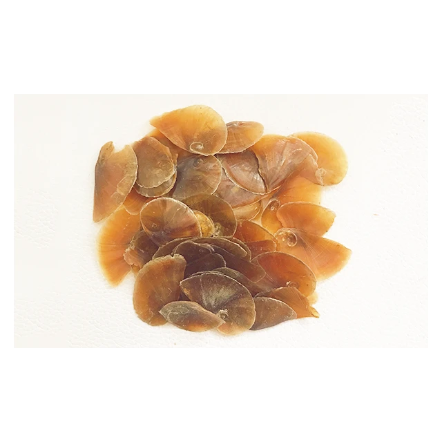 Yellow Color Dried Conch Seashell Operculum Shells Of Murex