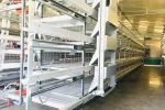 H type broiler rearing equipment