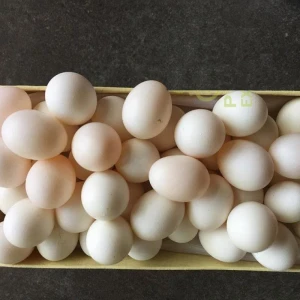 African Grey Parrot Eggs - Oval Shape, Good Quality | Timneh Grey, Cockatoo, Macaw, And Conure Eggs Available
