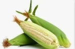 Premium Quality Maize