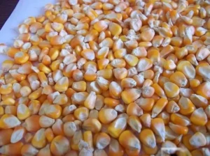 Yellow Maize/Corn, Non-GMO, Fit for Human Consumption and Animal Feed