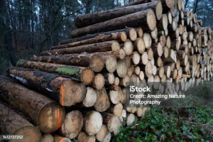 Premium Quality Wood, Timber