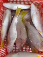 Frozen Fish available in best prices