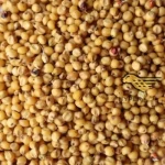 Yellow Sorghum