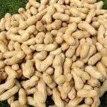 raw groundnut inshell sortex quality / peanuts inshell india origin groundnut inshell