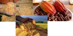 DISTRIBUIÇÃO DE ALIMENTOS PARA EXPORTAÇÃO.