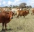 Import Cattle / Cows from South Africa