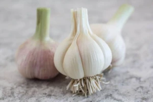 Fresh White Garlic for Sale – Farm Direct Supply